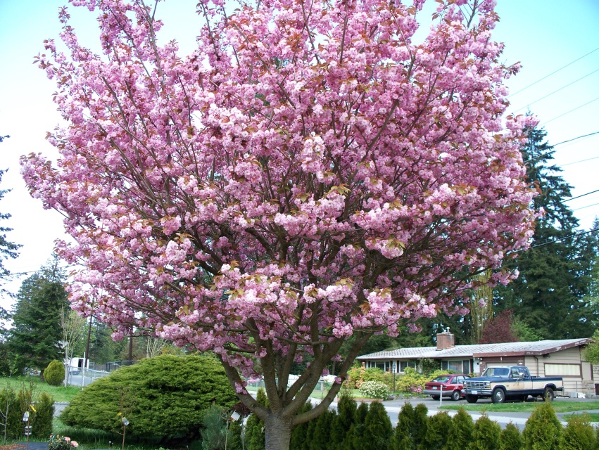Stella Cherry Tree 